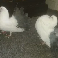 چتری کانادایی دم مشکی