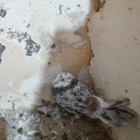 کفتر