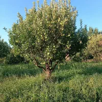 باغ سیب برایه اجاره