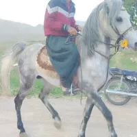 معاوضه داریم