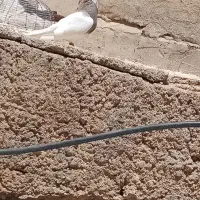 طوقی