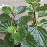 گل طبیعی