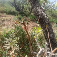 کارگر باغی