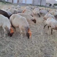 گوسفند|حیوانات مزرعه|زرین آباد, |دیوار