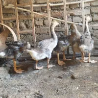 جوجه غاز 3 ماهه 5عدد