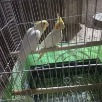 عروس نروماده مولد قناری سهره پرنده