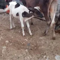 گاو گوساله نر