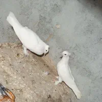 جفت سفید درجایی بحرنی با دکت بحرنی جفت