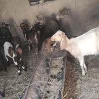 فروش سه راس بز زاییده جوان