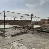 مجمسه دام طور کبوتر