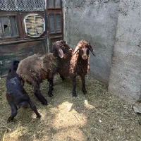 فروش سه راس بره