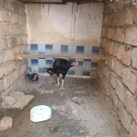 فروش مرغ و خروس وجوجه