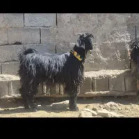 بز ترکی روزگاری