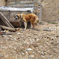 سگ گله‌ای