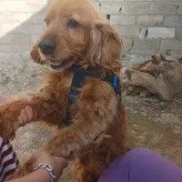 سک حرف گوشکن و باهوش