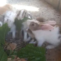 خرگوش