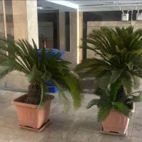 گل سیکاس