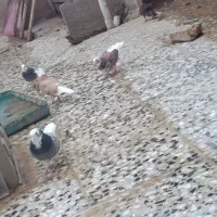 کبوتر تهرانی