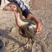 جوجه|پرنده|زهک, |دیوار