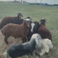 شش عدد بره نر پای پروار