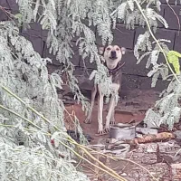 سگ هاسکی کراس