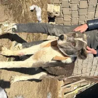 واگذاری سگ سفت