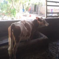 گوساله ماده