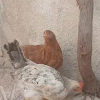 مرغ و خروس جوان