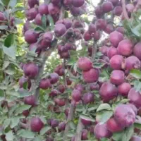 فروش سیب رو درخت