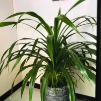 فروش گل خانگی