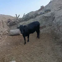 گوساله نرفروشی