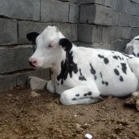 گوسالع نر صنعتی ۱۲۵روزه قطع شیر