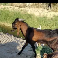 بز بازدید شادگان شهر خنافره