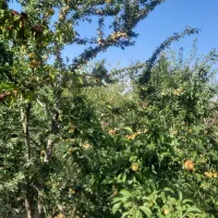 باغچه ۸۰۰متر سنددار