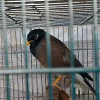 جوجه مینا تهران صحبت کن