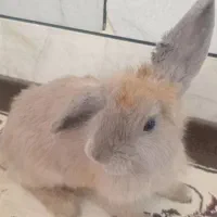 خرگوش
