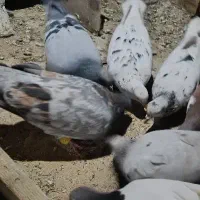 کبوتر سار