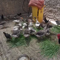 مرغ وخروس وغاز
