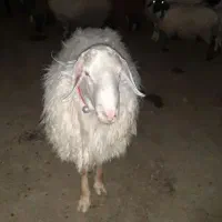 میش نژاددار درجه یک۳قلوزا