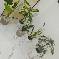 گل اپارتمانی