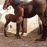 مادیان کرد اصیل دارای شناسنامه جهاد و باکره