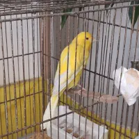 قناری نر طلایی