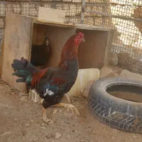 خروس و دو مرغ تخم کن