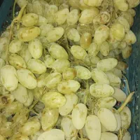 انگور فخری