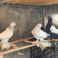 ۶ عدد کبوتر