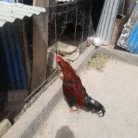 خروس لاری