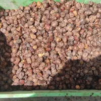 خرماسلنگ خوراک حیوان