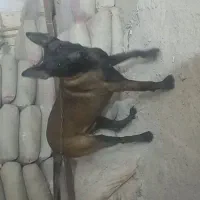 ۲ قلاده سگ مالینویز