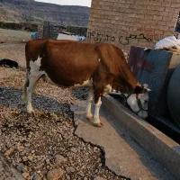 گاوسیمینتال ۶ماه آبستن