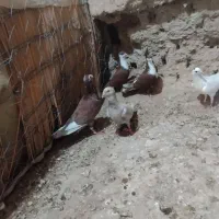 دو جفت کبوتر